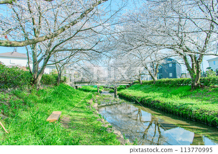 Cherry blossom trees of the Arakawa River 113770995