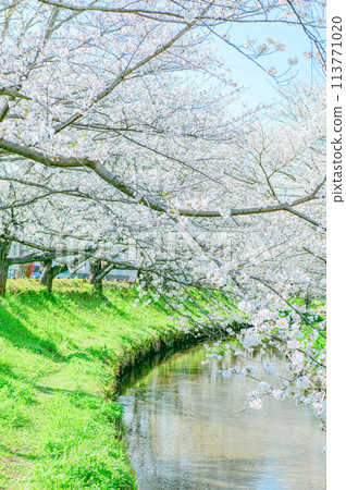 Arakawa河的櫻花樹 Arakawa河的櫻花樹 113771020