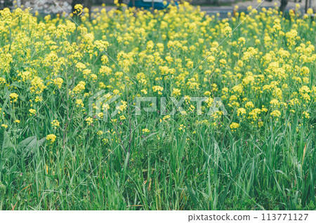 花椰菜電影風格 花椰菜電影風格 113771127