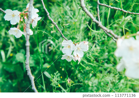 櫻花電影風格 櫻花電影風格 113771136