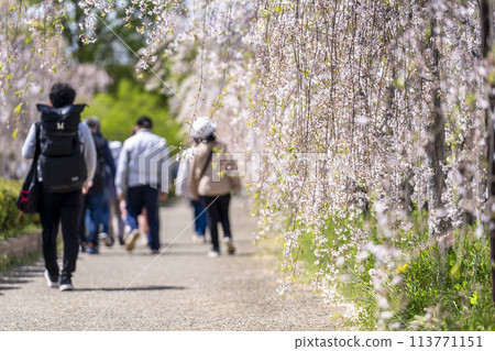 Spring cherry blossom trees along the Nicchu Line in Kitakata, Fukushima Prefecture 113771151