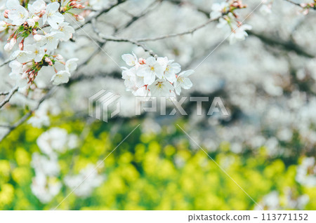 Cherry blossoms and rape blossoms - Film photography 113771152