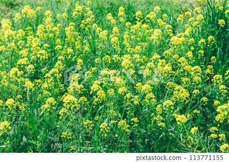 花椰菜電影風格 花椰菜電影風格 113771155