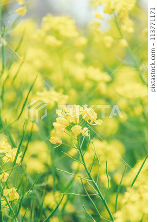 花椰菜電影風格 113771171