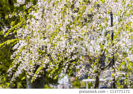 福島縣喜多方市中部線的春天的櫻花樹、垂枝櫻花 113771172