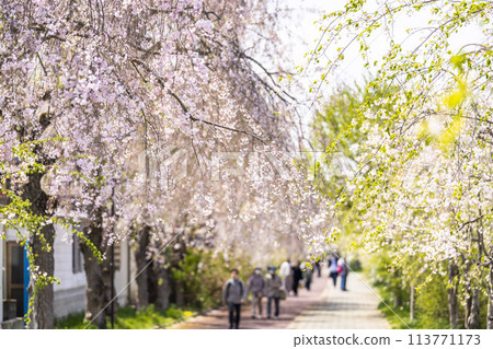 福島縣喜多方市中部線的春天的櫻花樹、垂枝櫻花 113771173
