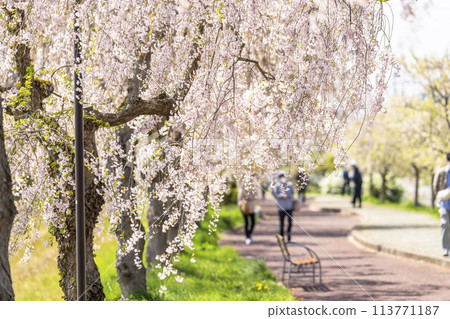 福島縣喜多方市中部線的春天的櫻花樹、垂枝櫻花 113771187