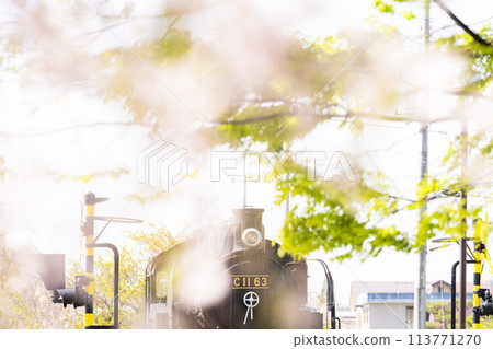 福島縣喜多方市SL廣場C11，春天的櫻花樹，中部線的垂枝櫻花 113771270