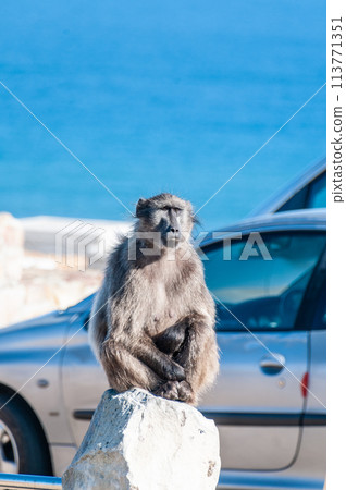 Baboon near cape of good hope 113771351