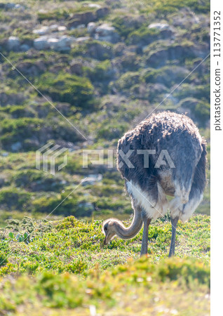 Osterich near cape of good hope 113771352