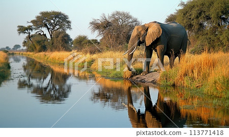 African elephants drinking at a waterhole, National Park Botswana 113771418