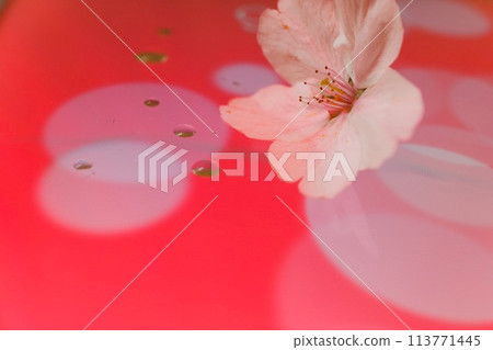 Cherry blossoms floating on a red background 113771445