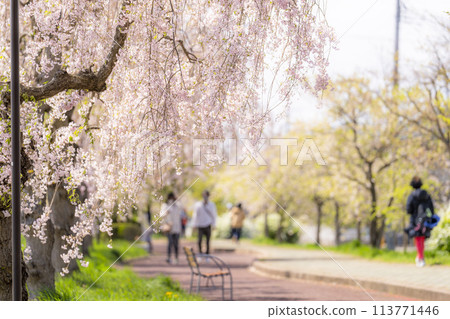 Spring cherry blossom trees along the Nicchu Line in Kitakata, Fukushima Prefecture 113771446