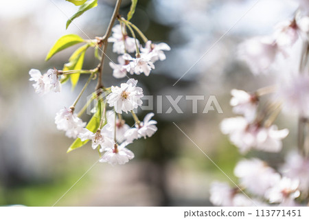Spring cherry blossom trees along the Nicchu Line in Kitakata, Fukushima Prefecture 113771451