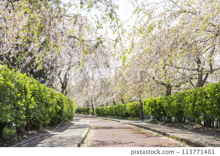 春天的櫻花樹，福島縣喜多方市中部線始發側的垂枝櫻花 113771481