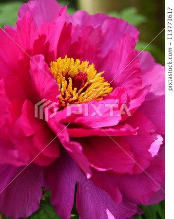 Red peony flower Red peony flower 113771617