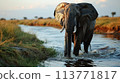 African elephants drinking at a waterhole, National Park Botswana 113771817