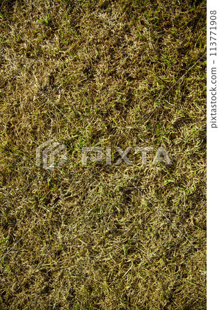Yellow leaves on red grass background. Lawn 113771908
