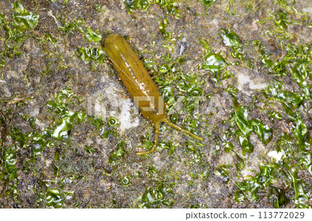 Irish mushi 113772029