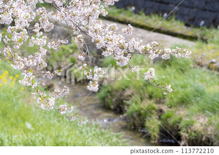 福島縣豬苗代町，春天的櫻花樹排，觀音寺川櫻花盛開 113772210