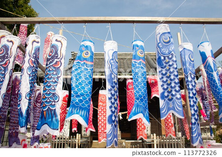 Carp streamer Carp streamer 113772326