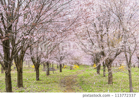 春天的櫻花通道,盛開的大山櫻,福島縣北鹽原村 春天的櫻花通道,盛開的大山櫻,福島縣北鹽原村 113772337