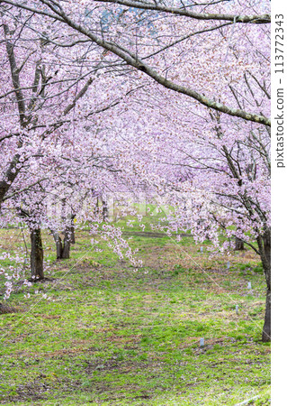 Spring Sakura Pass: Full-bloomed Ooyamazakura cherry blossoms in Kitashiobara Village, Fukushima Prefecture 113772343