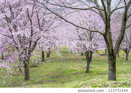 Spring Sakura Pass: Full-bloomed Ooyamazakura cherry blossoms in Kitashiobara Village, Fukushima Prefecture 113772344