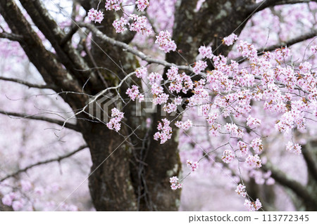 Spring Sakura Pass: Full-bloomed Ooyamazakura cherry blossoms in Kitashiobara Village, Fukushima Prefecture 113772345