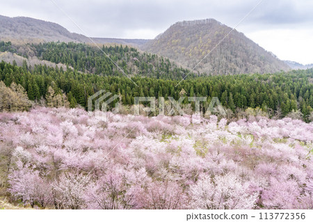 春天的櫻花通道，盛開的大山櫻，福島縣北鹽原村 113772356