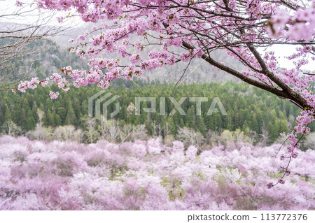 春天的櫻花通道，盛開的大山櫻，福島縣北鹽原村 113772376