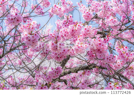 Spring cherry blossom trees along the Kannonji River in full bloom, Inawashiro Town, Fukushima Prefecture Spring cherry blossom trees along the Kannonji River in full bloom, Inawashiro Town, Fukushima Prefecture 113772426