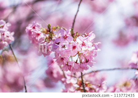 Spring cherry blossom trees along the Kannonji River in full bloom, Inawashiro Town, Fukushima Prefecture 113772435