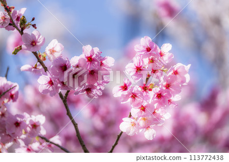 Spring cherry blossom trees along the Kannonji River in full bloom, Inawashiro Town, Fukushima Prefecture 113772438