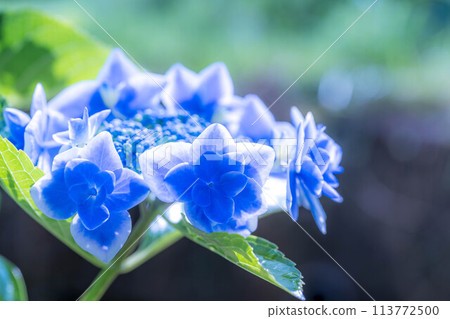Morning light and blue hydrangea Morning light and blue hydrangea 113772500