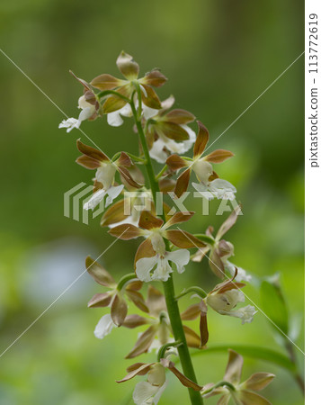 Eviné in early summer forest 113772619