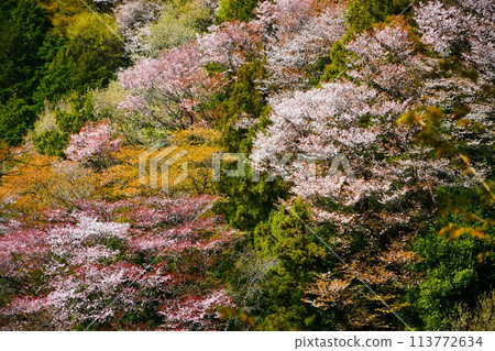 Sakuragawa River in Ibaraki Prefecture with mountain cherry blossoms in full bloom 113772634