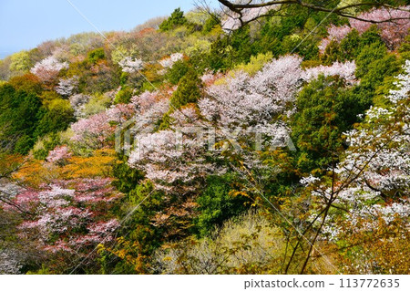 Sakuragawa River in Ibaraki Prefecture with mountain cherry blossoms in full bloom 113772635