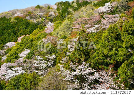 Sakuragawa River in Ibaraki Prefecture with mountain cherry blossoms in full bloom 113772637