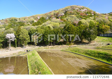 Sakuragawa River in Ibaraki Prefecture with mountain cherry blossoms in full bloom Sakuragawa River in Ibaraki Prefecture with mountain cherry blossoms in full bloom 113772646