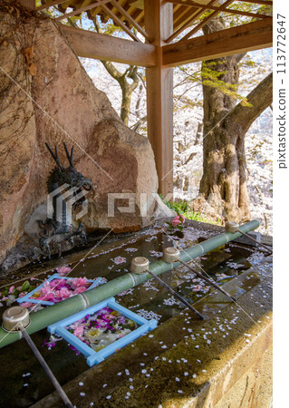 櫻花盛開的春天 烏帽山八幡宮 長總社 山形縣 113772647