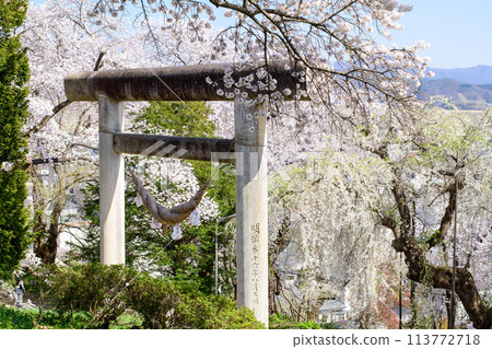櫻花盛開的春天,山形縣烏帽山八幡宮大石牌坊 櫻花盛開的春天,山形縣烏帽山八幡宮大石牌坊 113772718