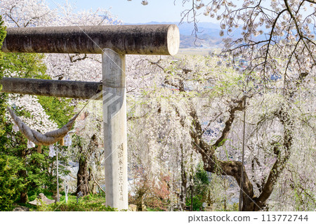 Spring cherry blossoms in full bloom at Eboshiyama Hachimangu Shrine, large stone torii gate, Yamagata Prefecture 113772744