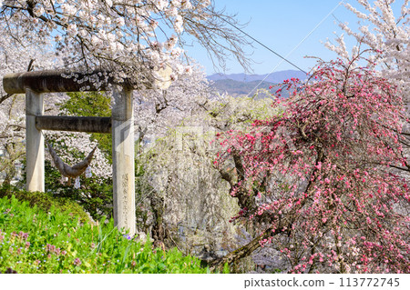 Spring cherry blossoms in full bloom at Eboshiyama Hachimangu Shrine, large stone torii gate, Yamagata Prefecture Spring cherry blossoms in full bloom at Eboshiyama Hachimangu Shrine, large stone torii gate, Yamagata Prefecture 113772745