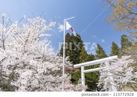 Spring at Tsuchi Shrine: White torii gates and cherry blossoms in full bloom, Inawashiro Town, Fukushima Prefecture 113772928