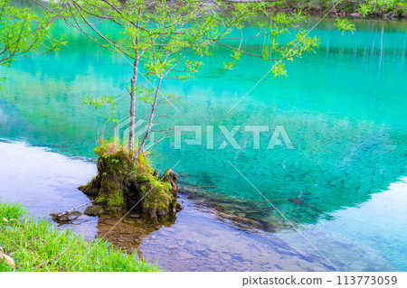 [Mountain stream material] Clear stream of Azusa River in Kamikochi in early summer [Nagano Prefecture] 113773059