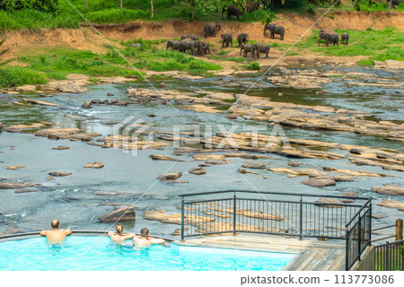 Tourist looking to herd of elephants in Pinnawala the nursery and captive breeding ground for wild Asian elephants in Sri Lanka. Tourist looking to herd of elephants in Pinnawala the nursery and captive breeding ground for wild Asian elephants in Sri Lanka. 113773086