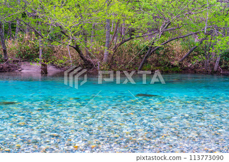 [Mountain stream material] Clear stream of Azusa River in Kamikochi in early summer [Nagano Prefecture] 113773090