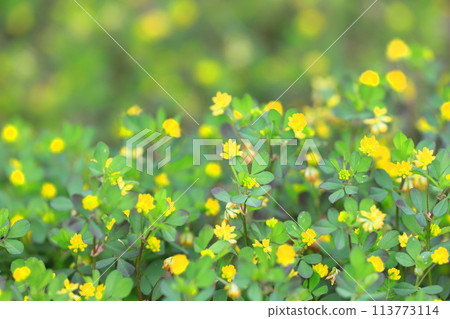 Cute rice clover (rice clover) Cute rice clover (rice clover) 113773114