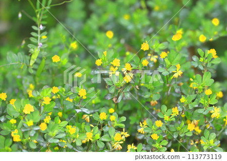 Cute rice clover (rice clover) 113773119